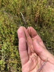 Polygala appendiculata