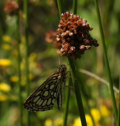 Large Chequered Skipper, Ospel, Netherlands, photo 7 of 10