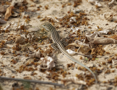 Cnemidophorus arenivagus