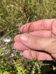 Polygala appendiculata