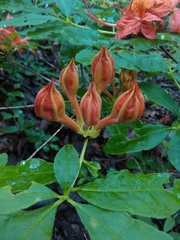 Rhododendron calendulaceum