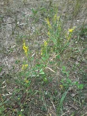 Melilotus officinalis