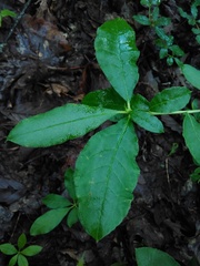 Rhododendron calendulaceum
