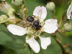 Megachile chrysopyga