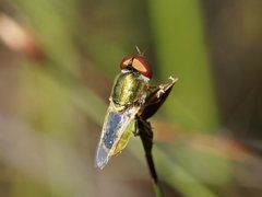 Odontomyia decipiens