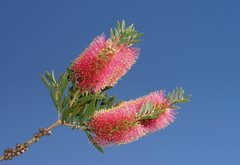 Melaleuca wimmerensis