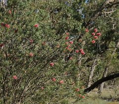 Melaleuca wimmerensis