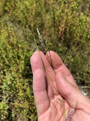Polygala appendiculata