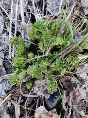 Petroselinum crispum