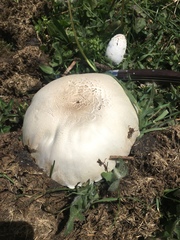 Agaricus urinascens