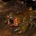 Gippsland Spiny Crayfish - Photo (c) Reiner Richter, some rights reserved (CC BY-NC-SA), uploaded by Reiner Richter