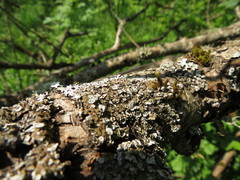 Physconia distorta