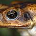 True Toads - Photo (c) Sam Fraser-Smith, some rights reserved (CC BY)