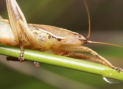 Requena victoriae
