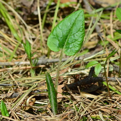 Saussurea controversa