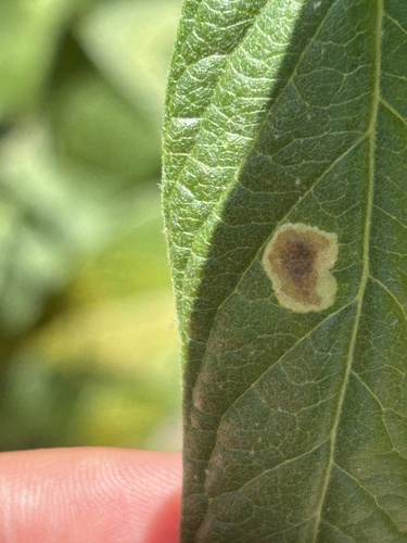 iNaturalist observation photo of Calycomyza artemisiae