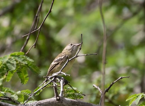Slender-billed Inezia (Inezia tenuirostris), photo 7