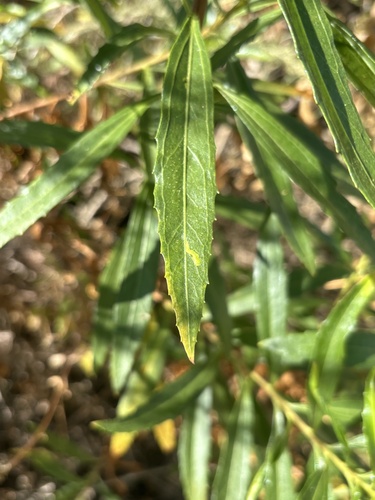 iNaturalist observation photo of Winged and Once-winged Insects