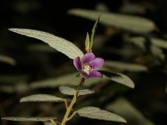 Howittia trilocularis