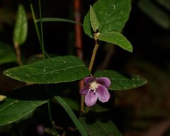 Howittia trilocularis