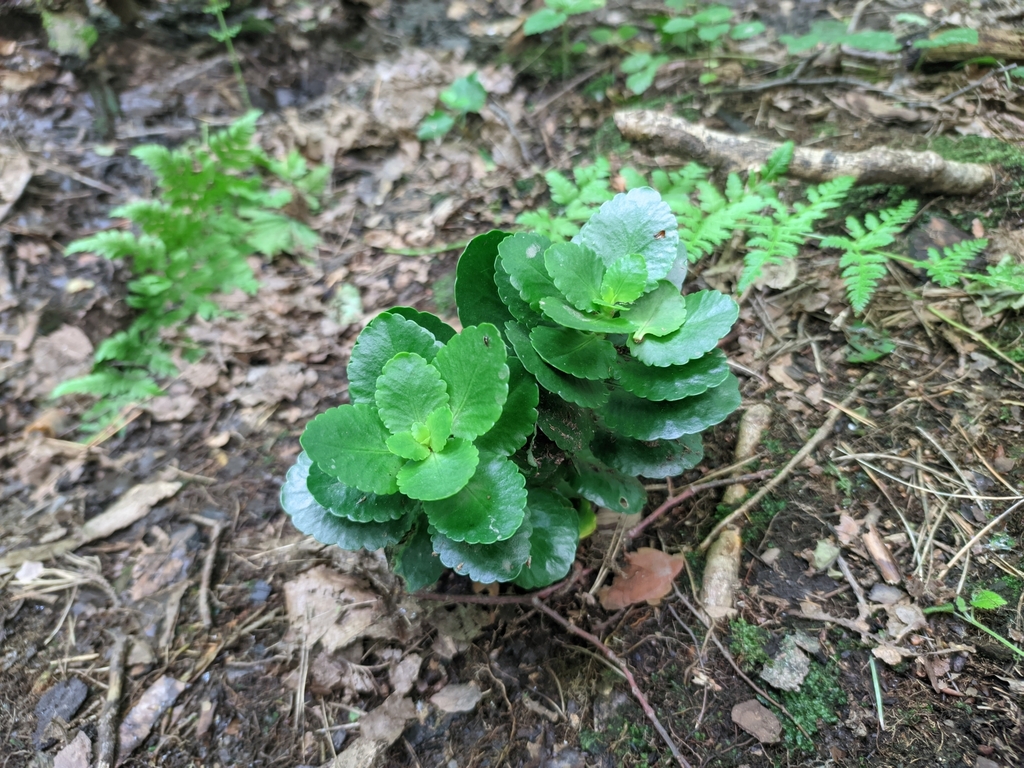 Kalanchoe