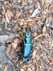 Platycerus caprea