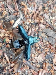 Platycerus caprea