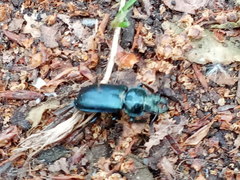 Platycerus caprea