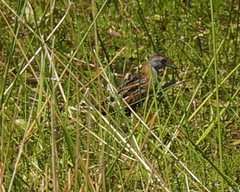 Zapornia pusilla palustris