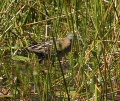 Zapornia pusilla palustris