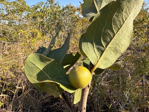 Large-leaved jackal-berry (Diospyros kirkii)