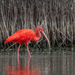 Scarlet Ibis - Photo (c) Cullen Hanks, some rights reserved (CC BY), uploaded by Cullen Hanks