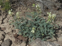 Astragalus curvicarpus