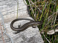 Lissolepis coventryi