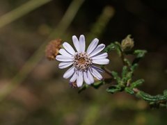 Olearia asterotricha