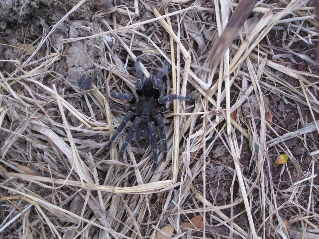 Costa Rican Zebra Tarantula