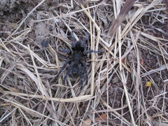 Aphonopelma seemanni