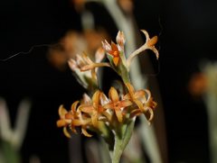Pimelea curviflora