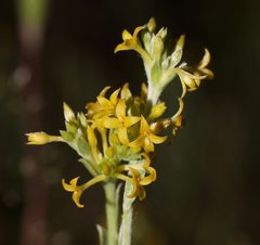 Pimelea curviflora