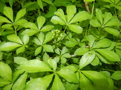 Eleutherococcus sieboldianus