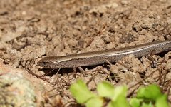 Hemiergis decresiensis