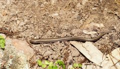 Hemiergis decresiensis