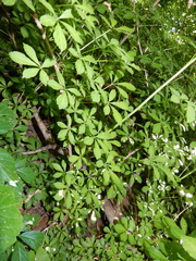 Eleutherococcus sieboldianus