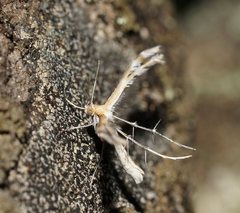 Stangeia xerodes