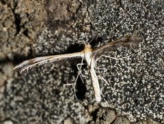 Stangeia xerodes