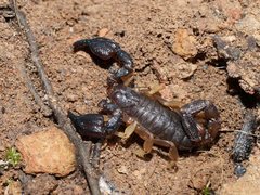 Urodacus manicatus
