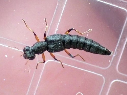 Stenus similis