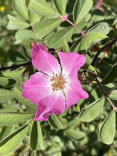 Soft Downy-rose (Rosa mollis)