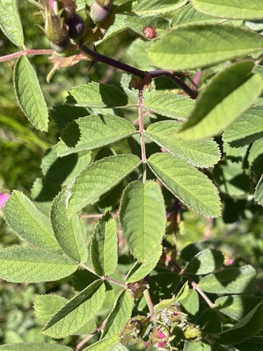 Rosa mollis, photograph 2
