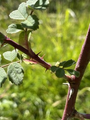 (c) wkee4ager, some rights reserved (CC BY) Rosa mollis, photograph (c) wkee4ager, some rights reserved (CC BY)